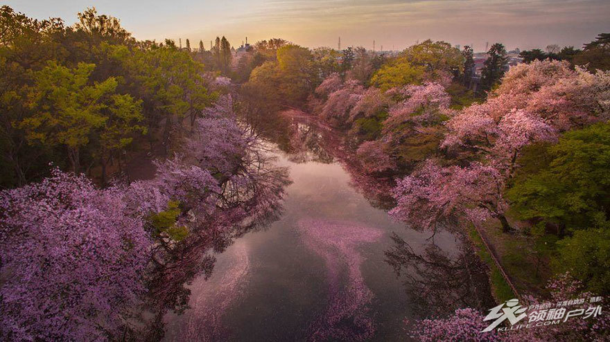 国家地理摄影师航拍樱花季的梦幻日本